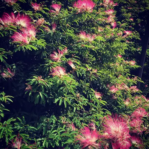 Top Calliandra Plant Varieties for garden
