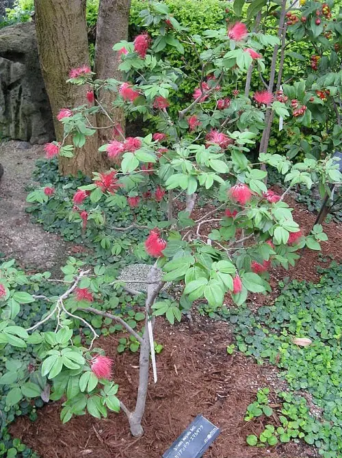 Best Calliandra Plant Types