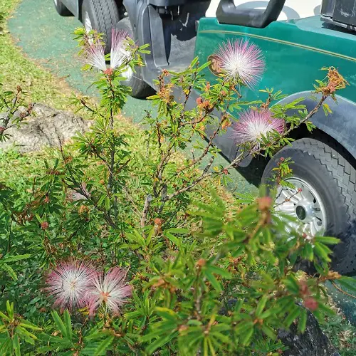 Top Calliandra Plant Varieties