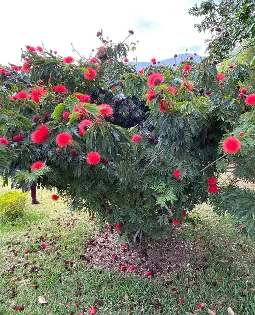 The Best Calliandra Plant Types