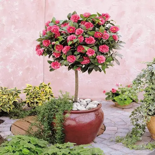 Top-Rising Blossoms from Cuttings