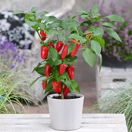 Thai Herbs and Spices in pot ideas