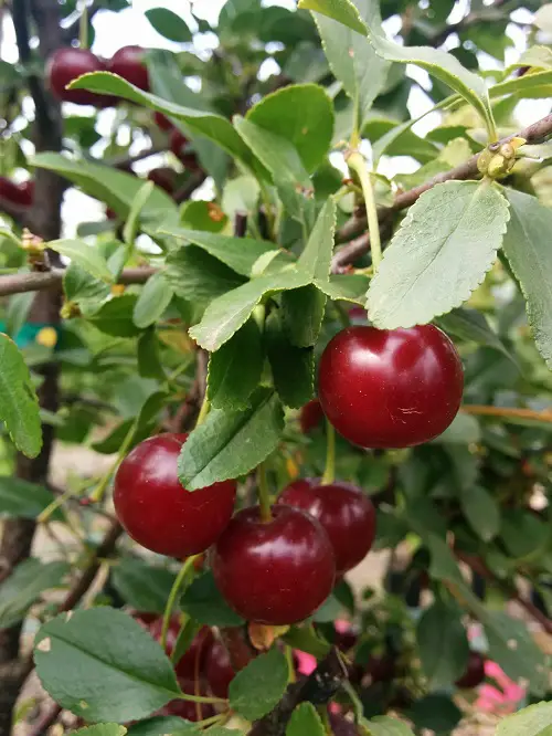 Cherry Varieties for Pot Growing