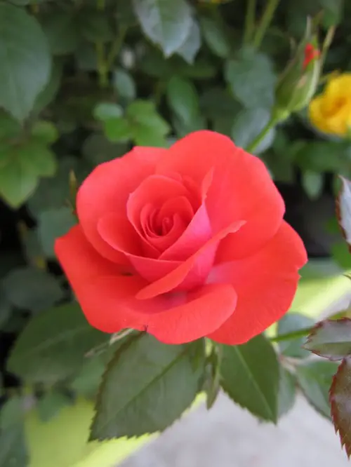 Carrot Top' Rose Varieties for Containers