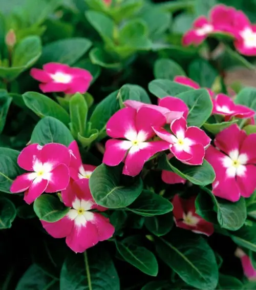 Varieties of Periwinkles from Madagascar