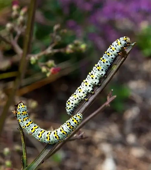  Pest Types for Your Garden