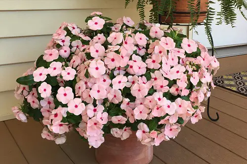 Best Types of Vincas1in indoor pot