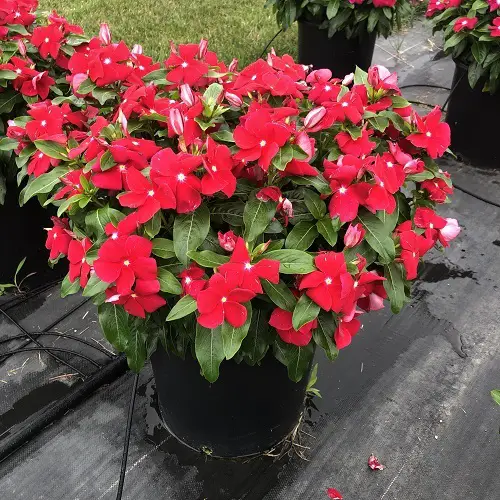 Madagascar Periwinkle Varieties1