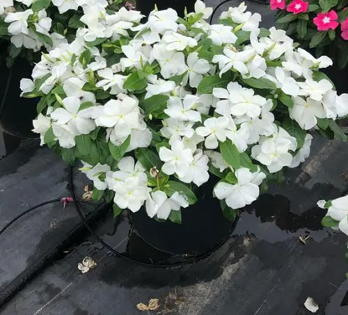 Madagascar Periwinkle Varieties3
