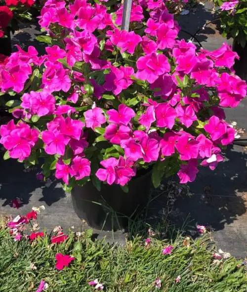 Types of Periwinkle in Madagascare