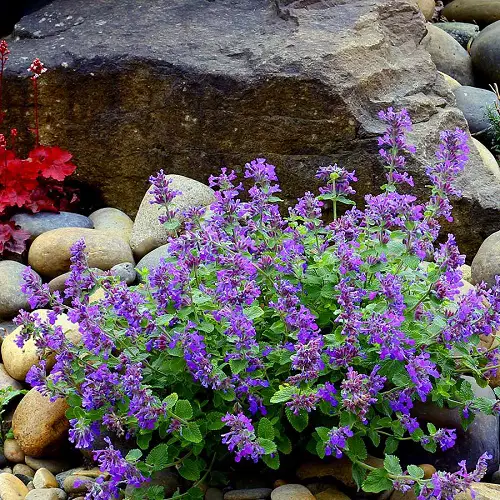 Fragrant Purple Flowers in rock garden