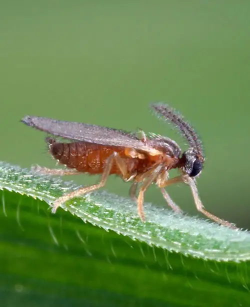 Types of Common Pests in Your Garden 3