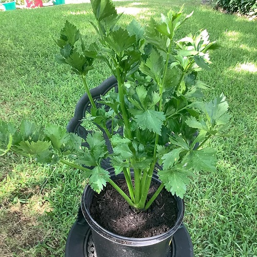 Celery in container