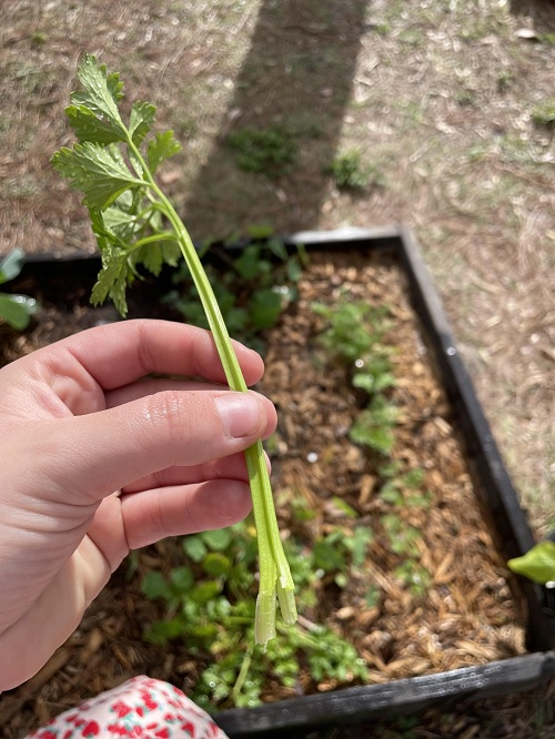 Celery seed