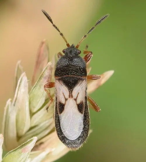 Types of Common Pests
