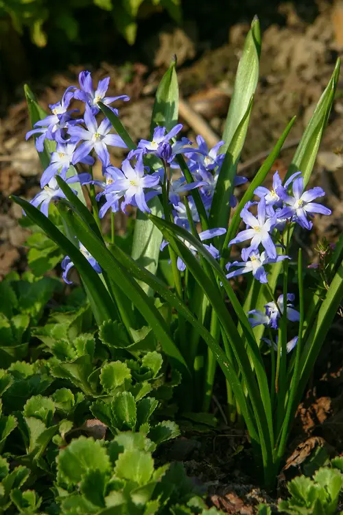 glory of the snow Spring Flowers 