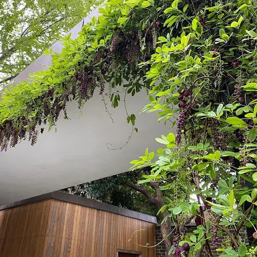 Most Fragrant Climbers for Walls 