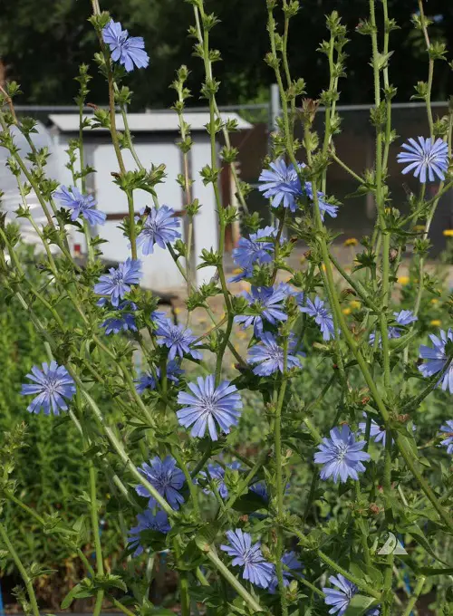 top Baby Blue Flowers