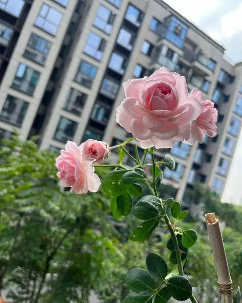 cinderella Rose Varieties for Containers