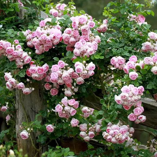 Cinderella Rose Plant Pink and White Flowers
