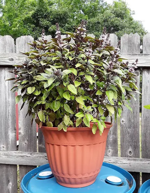 thai herb in garden