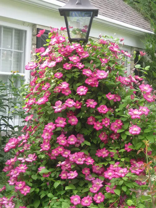 Clematis Ville de Lyon Flowering Vines