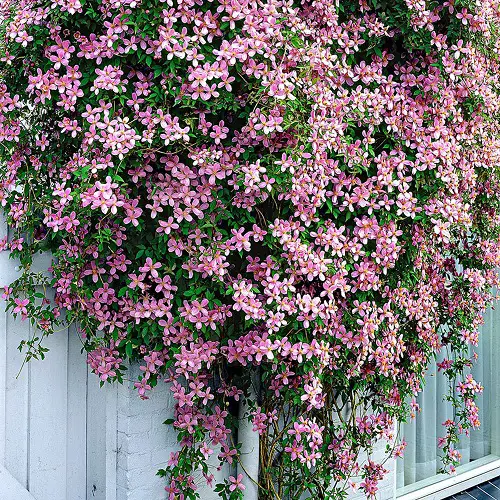 Best Pink and White Flowers 1