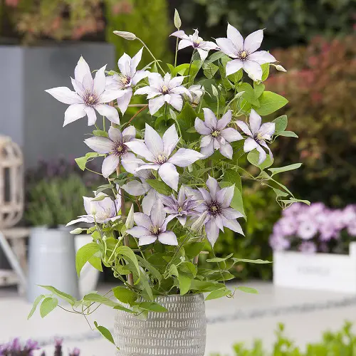 Clematis Flowering Vines