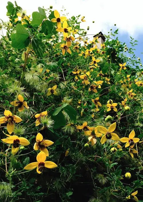 Clematis Tangutica Flowering Vines