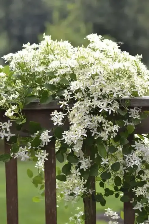 Autumn Clematis Flowering Vines