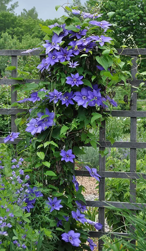 best Blue Flower Names with Pictures