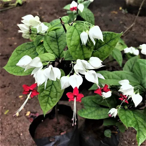 Gorgeous Blossoms accompanied with White Bells 2
