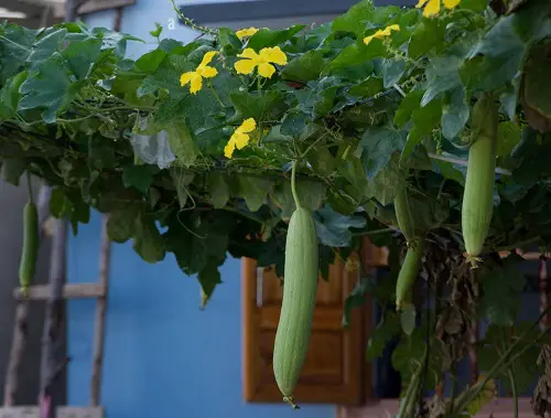 top Best Edible Vines to Grow in Containers