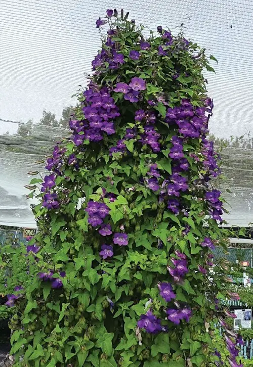 Trailing Snapdragon Flowering Vines