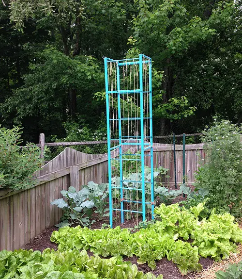 Closet Organizer Trellis for plants