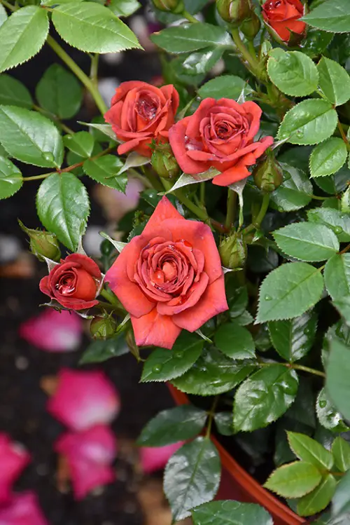 coffee bean Rose Varieties for Containers 