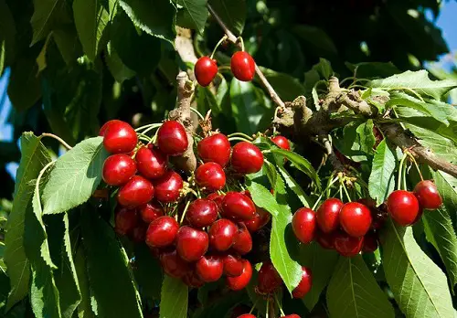Top Cherry Varieties for Pot Growing