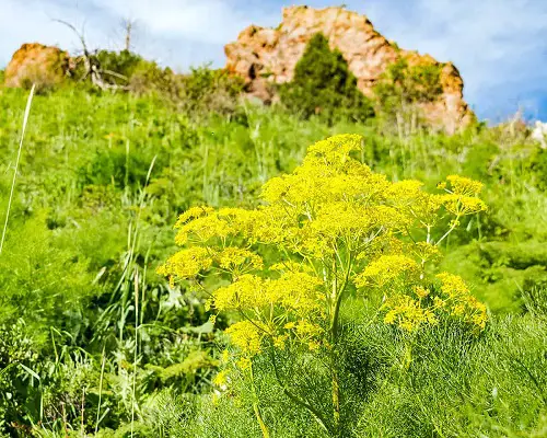 Companion Planting for Asafoetida