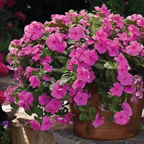 Best Types of Vincas 