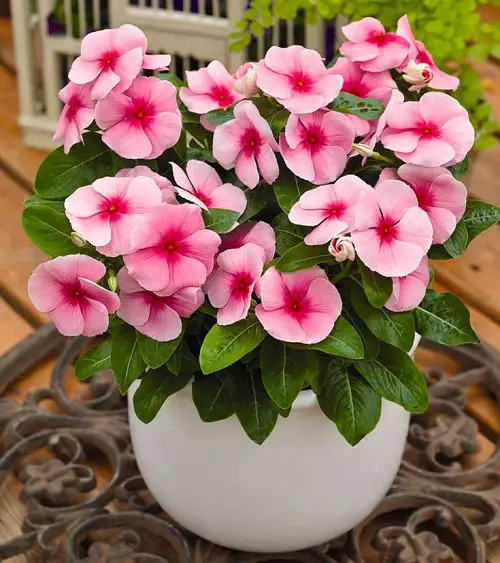Madagascar Periwinkle Varieties1