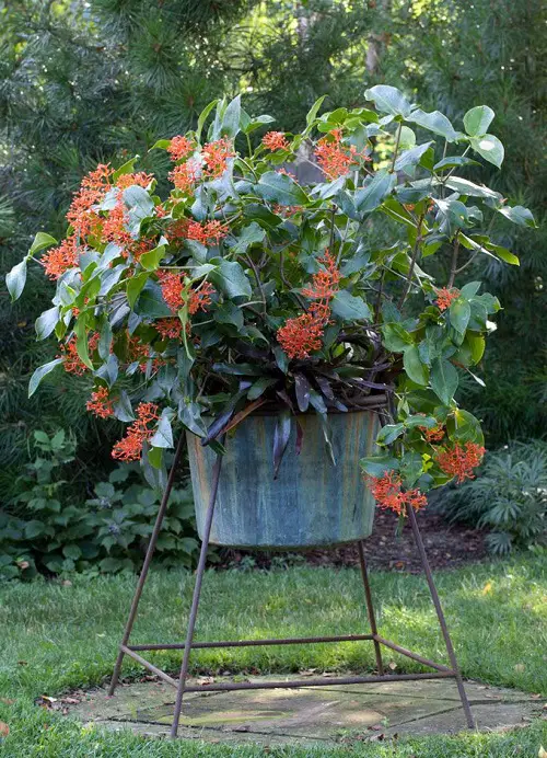 Coral Medinilla plant variety