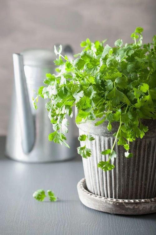 cilantro Plants to Grow in Home and Garden