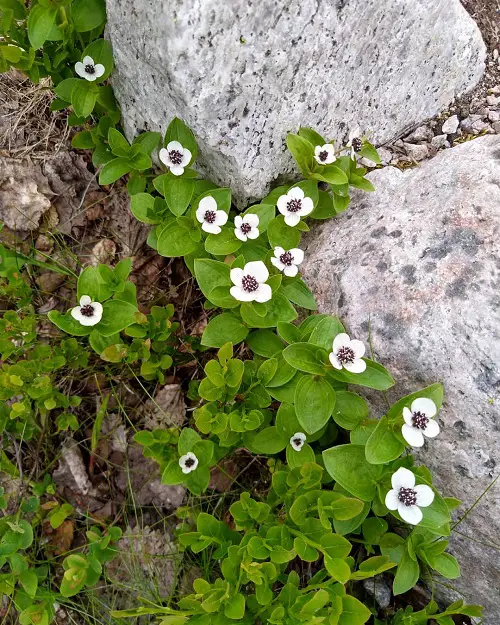 Lapland Cornel Flowers with Black Center
