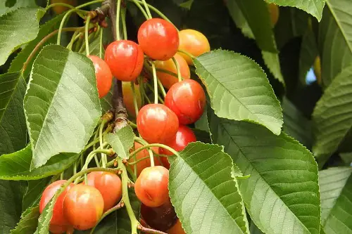 beautiful Types of Cherries to Grow in Pots 4