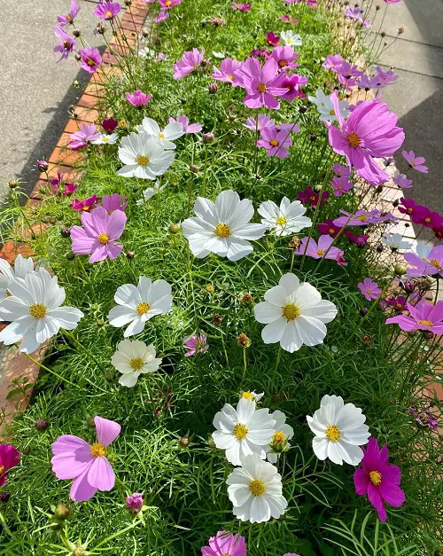 Flowers that Grow Quickly from Seeds3