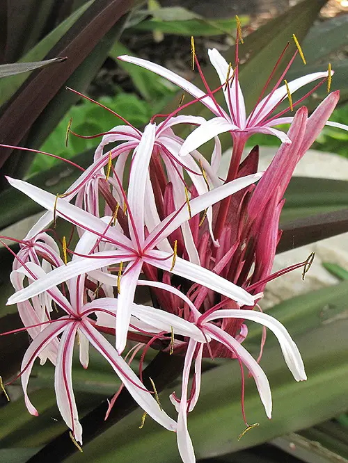 The Cutest White and Pink Flowers3