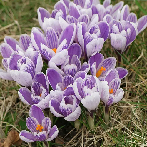  Purple and Yellow Flowers plant