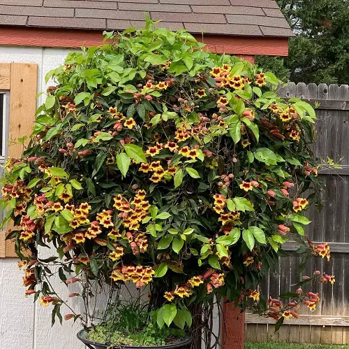 Crossvine Flowering Vines