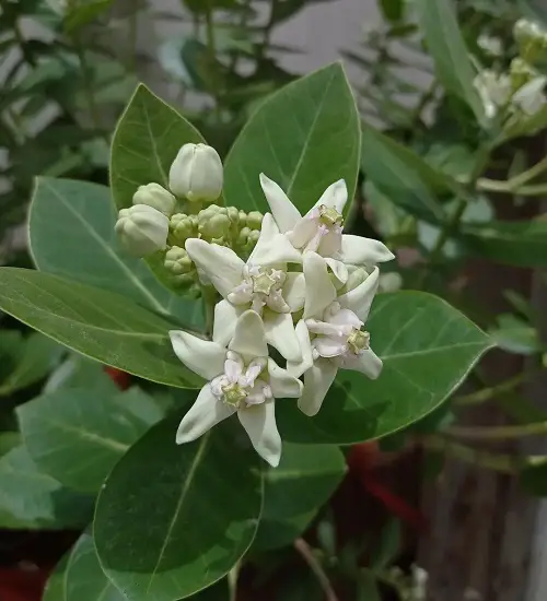 Hawaiian white flowers3