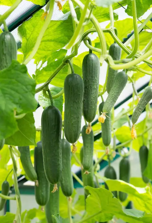 Greatest Vegetables to Plant in Containers
